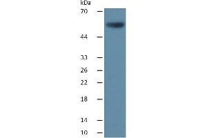 Rabbit Capture antibody from the kit in WB with Positive Control: Sample Mouse Liver lysate.