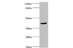 Western blot All lanes: Protein arginine N-methyltransferase 1 antibody at 2 μg/mL + NIH/3T3 whole cell lysate Secondary Goat polyclonal to rabbit IgG at 1/10000 dilution Predicted band size: 42, 40, 41 kDa Observed band size: 42 kDa (PRMT1 anticorps  (AA 20-353))