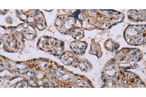 Immunohistochemistry of paraffin-embedded Human placenta using P3H3 Polyclonal Antibody at dilution of 1:50 (LEPREL2 anticorps)