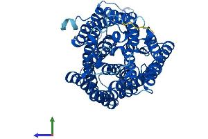 AlphaFold protein structure predicition of Mouse Recombinant Mtco1 Protein, UniprotID P00397