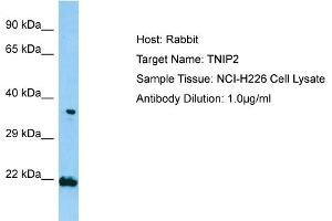 Host: RabbitTarget Name: TNIP2Antibody Dilution: 1. (TNIP2 anticorps  (N-Term))