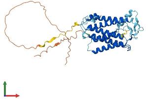 AlphaFold protein structure predicition of Human Recombinant SGMS2 Protein, UniprotID Q8NHU3