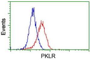 Image no. 2 for anti-Pyruvate Kinase, Liver and RBC (PKLR) antibody (ABIN1500245) (PKLR anticorps)