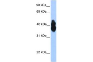 Western Blotting (WB) image for anti-Oligodendrocyte Lineage Transcription Factor 2 (OLIG2) antibody (ABIN2460231) (OLIG2 anticorps)