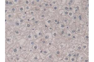 Detection of FIS1 in Human Liver Tissue using Polyclonal Antibody to Fission 1 (FIS1)