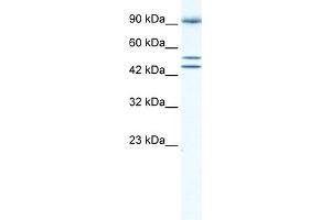 WB Suggested Anti-BRD2 Antibody Titration:  0. (BRD2 anticorps  (Middle Region))