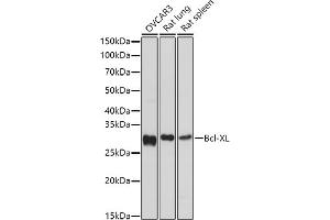 Western blot analysis of extracts of various cell lines, using Bcl-XL antibody (ABIN3020685, ABIN3020686, ABIN1512625 and ABIN6213668) at 1:1000 dilution.