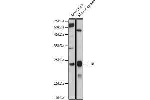 Western blot analysis of extracts of various cell lines, using IL18 antibody (ABIN7267992) at 1:1000 dilution. (IL-18 anticorps)