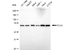 anti-Propionyl CoA Carboxylase, alpha Polypeptide (PCCA) antibody