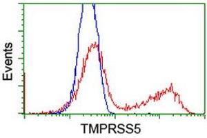 HEK293T cells transfected with either RC223774 overexpress plasmid (Red) or empty vector control plasmid (Blue) were immunostained by anti-TMPRSS5 antibody (ABIN2454956), and then analyzed by flow cytometry. (TMPRSS5 anticorps)