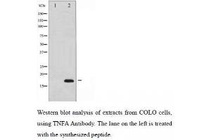 Western Blotting (WB) image for anti-Tumor Necrosis Factor alpha (TNF alpha) antibody (ABIN1846088) (TNF alpha anticorps)