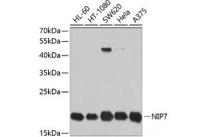 Western blot analysis of extracts of various cell lines using NIP7 Polyclonal Antibody at dilution of 1:1000. (NIP7 anticorps)