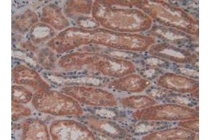 IHC-P analysis of Human Kidney Tissue, with DAB staining. (HFE2 anticorps  (AA 41-386))