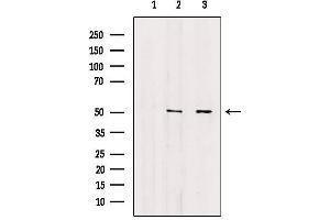 anti-Annexin A7 (ANXA7) (N-Term) antibody