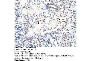 Human kidney (NONO anticorps  (C-Term))