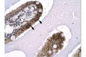anti-SNW Domain Containing 1 (SNW1) (AA 103-152) antibody
