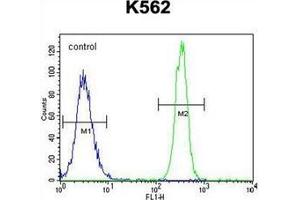 Flow cytometric analysis of K562 cells using NOS3 Antibody  (right histogram) compared to a negative control cell (left histogram). (ENOS anticorps  (AA 1163-1191))