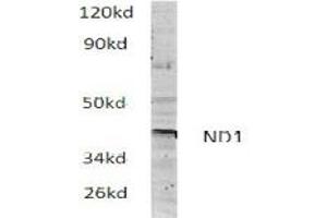 Image no. 1 for anti-Mitochondrially Encoded NADH Dehydrogenase 1 (MT-ND1) antibody (ABIN317922) (MT-ND1 anticorps)