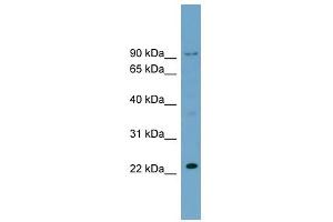 C15ORF15 antibody used at 0. (RSL24D1 anticorps  (Middle Region))