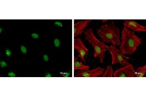 ICC/IF Image PCNA antibody detects PCNA protein at nucleus by immunofluorescent analysis. (PCNA anticorps)