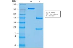 SDS-PAGE Analysis Purified CD45 Mouse Recombinant Monoclonal Antibody (rPTPRC/1460).