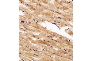 Immunohistochemical analysis of paraffin-embedded Z. (HSP90AA1 anticorps  (AA 229-263))