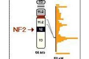 Image no. 2 for anti-Neurofibromin 2 (NF2) (pSer518) antibody (ABIN104130) (Merlin anticorps  (pSer518))