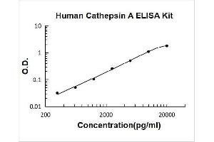 Cathepsin A (CTSA) ELISA Kit