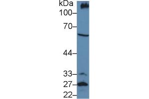 Western blot analysis of Mouse Kidney lysate, using Mouse PCX Antibody (5 µg/ml) and HRP-conjugated Goat Anti-Rabbit antibody ( (PODXL anticorps  (AA 171-404))