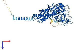 AlphaFold protein structure predicition of Human Recombinant TMPRSS11B Protein, UniprotID Q86T26