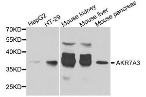 Western blot analysis of extracts of various cell lines, using AKR7A3 antibody. (AKR7A3 anticorps  (AA 1-331))