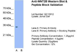 Host:  Rabbit  Target Name:  WNT2B  Sample Type:  Jurkat  Lane A:  Primary Antibody  Lane B:  Primary Antibody + Blocking Peptide  Primary Antibody Concentration:  1. (WNT2B anticorps  (Middle Region))