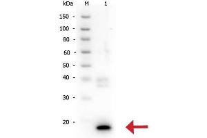 Western Blot of Rabbit anti-IL-10 antibody.