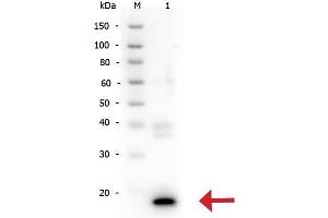Western Blot of Rabbit anti-IL-10 antibody. (IL-10 anticorps)
