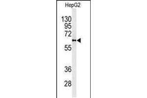 Western blot analysis of PLTP antibody in HepG2 cell line lysates (35ug/lane) (PLTP anticorps  (C-Term))