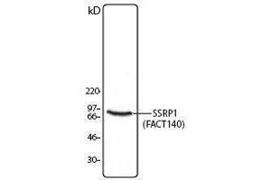Western Blotting (WB) image for anti-Structure Specific Recognition Protein 1 (SSRP1) antibody (ABIN2666369) (SSRP1 anticorps)