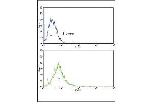 ATF6 Antibody (Center) (ABIN652625 and ABIN2842417) flow cytometric analysis of k562 cells (bottom histogram) compared to a negative control cell (top histogram).