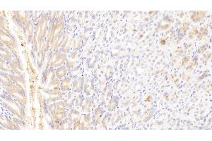 Detection of GSTA4 in Mouse Stomach Tissue using Polyclonal Antibody to Glutathione S Transferase A4 (GSTA4)