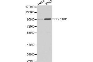 Western blot analysis of Hela cell and K562 cell lysate using HSP90B1 antibody. (GRP94 anticorps  (AA 550-650))