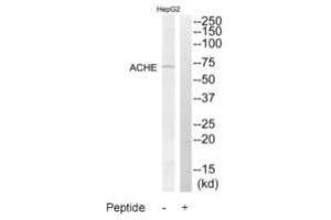 Western blot analysis of extracts from HepG2 cells, using ACHE antibody. (Acetylcholinesterase anticorps  (C-Term))