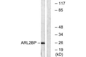 Western blot analysis of extracts from A549 cells, using ARL2BP antibody. (ARL2BP anticorps  (Internal Region))
