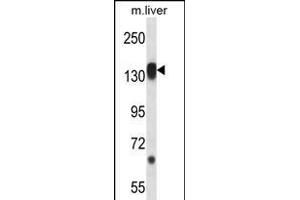 RPS6KC1 Antibody (N-term) (ABIN656394 and ABIN2845689) western blot analysis in mouse liver tissue lysates (35 μg/lane). (RPS6KC1 anticorps  (N-Term))