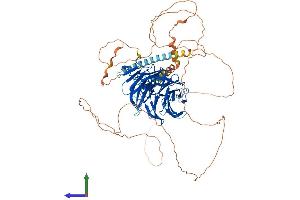 AlphaFold protein structure predicition of Mouse Recombinant Tle2 Protein, UniprotID Q9WVB2