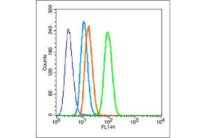 HeLa cells probed with MMP2 Polyclonal Antibody, unconjugated  at 1:100 dilution for 30 minutes compared to control cells (blue) and isotype control (orange)