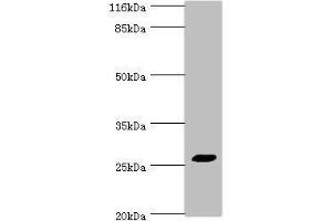 Western blot All lanes: TREM1 antibody at 2 μg/mL + HepG2 whole cell lysate Secondary Goat polyclonal to rabbit IgG at 1/10000 dilution Predicted band size: 27, 18, 26 kDa Observed band size: 27 kDa (TREM1 anticorps  (AA 21-205))