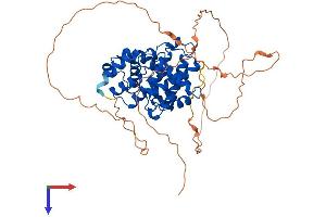 AlphaFold protein structure predicition of Human Recombinant CCNA1 Protein, UniprotID P78396