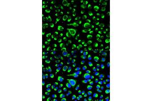 Immunofluorescence analysis of HeLa cell using P4HB antibody. (P4HB anticorps  (AA 329-508))