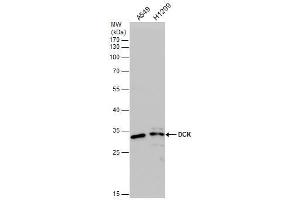 WB Image DCK antibody detects DCK protein by western blot analysis.