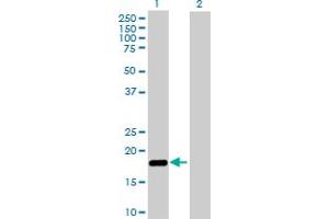 Western Blot analysis of NUDT2 expression in transfected 293T cell line by NUDT2 MaxPab polyclonal antibody.