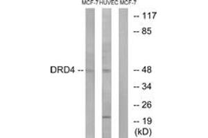 Western Blotting (WB) image for anti-Dopamine Receptor D4 (DRD4) (AA 355-404) antibody (ABIN2890762)